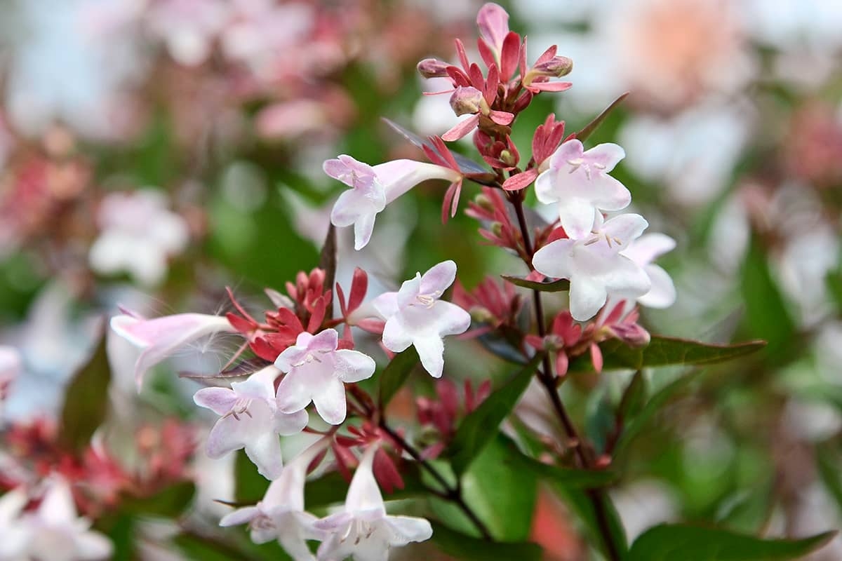 These 11 Low-Maintenance Plants Require Almost No Care