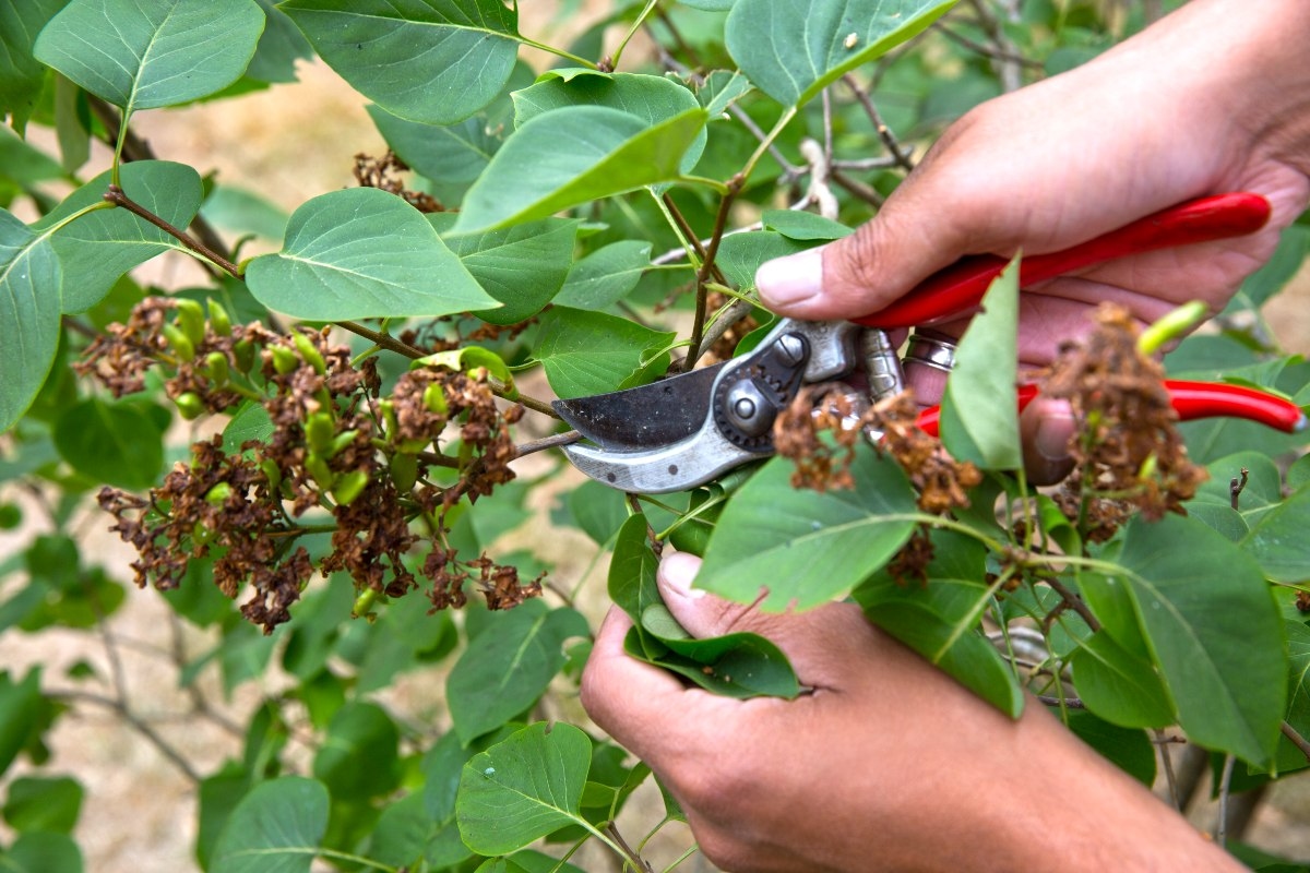 Poda de lilases: quando e como fazer?