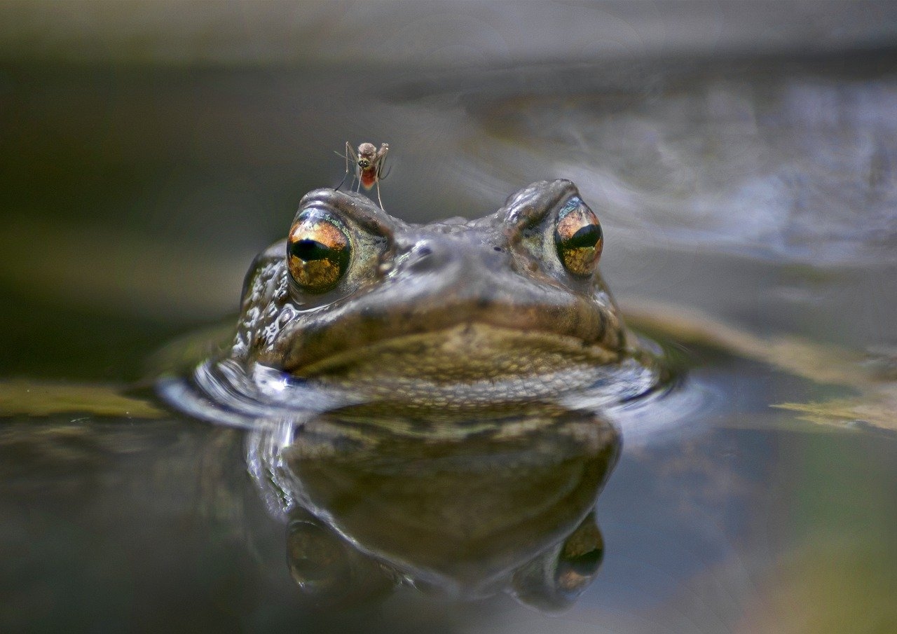 Prevent mosquitoes in your garden? 5 practical tips