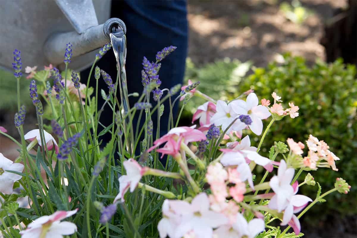 Watering plants during a heat wave? Here's how to do it right