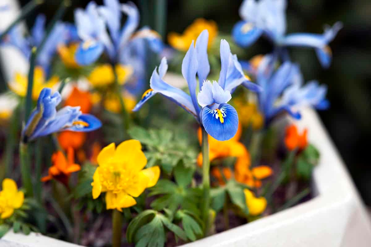 Deze 12 dingen doe je eind februari in de tuin