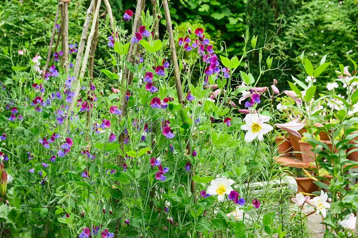 Você não vai querer perder essas tarefas de jardinagem na primeira semana de verão!