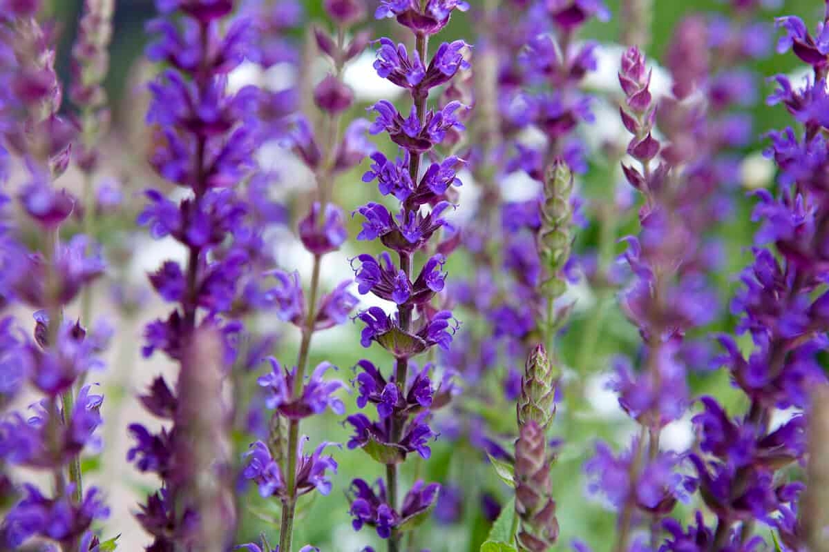 12 tarefas de jardinagem que você não deve pular nesta semana de junho