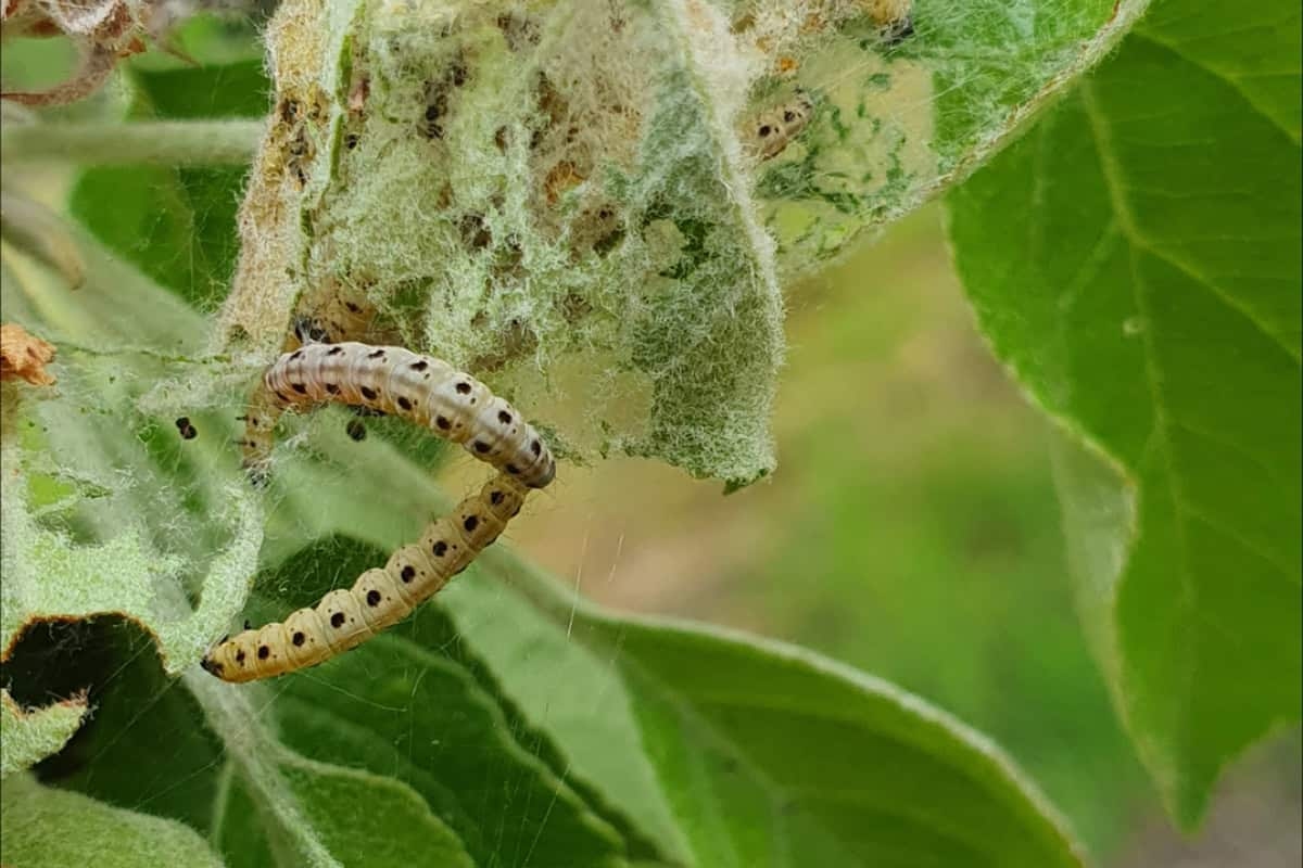 Combating the webbed moth in apple trees: this is how you do it organically