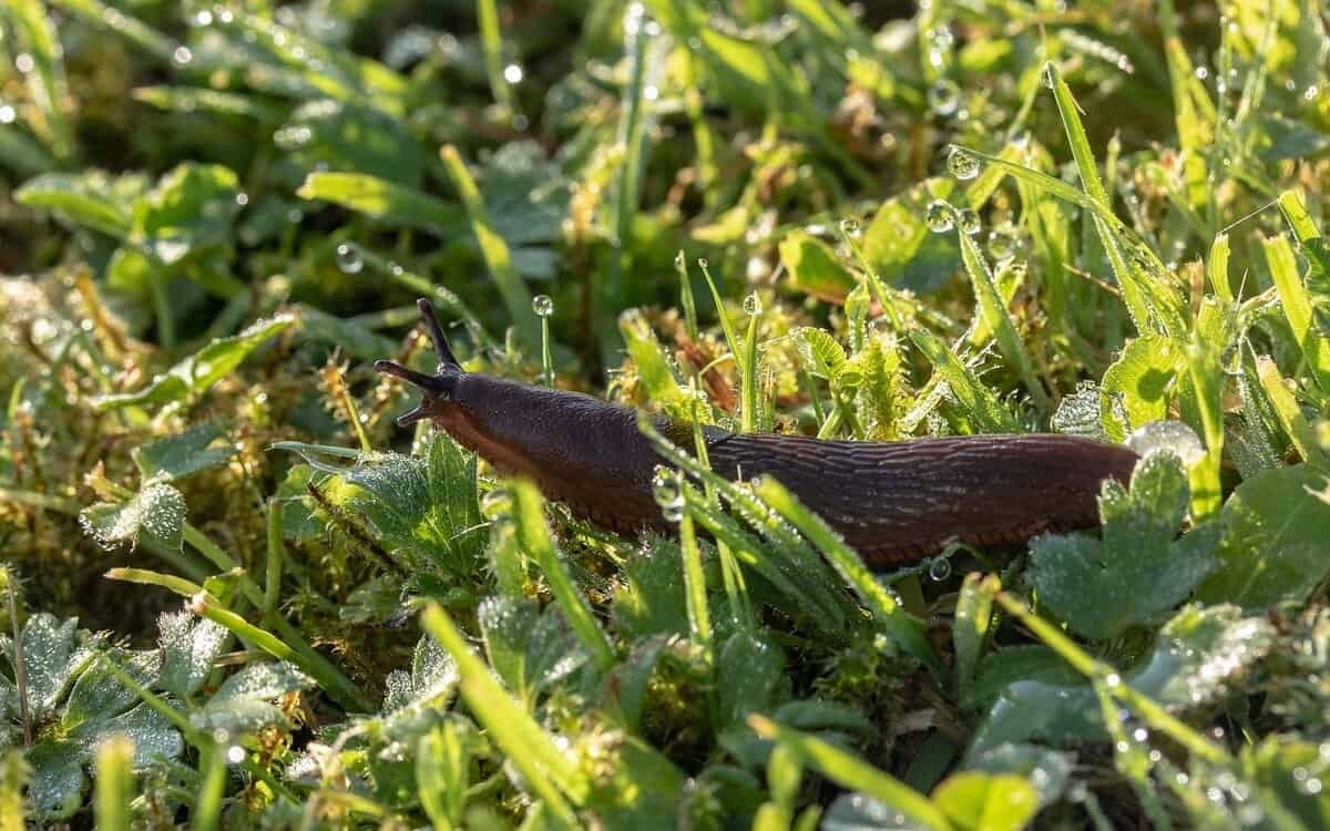 Controle natural de pragas: lesmas e caracóis