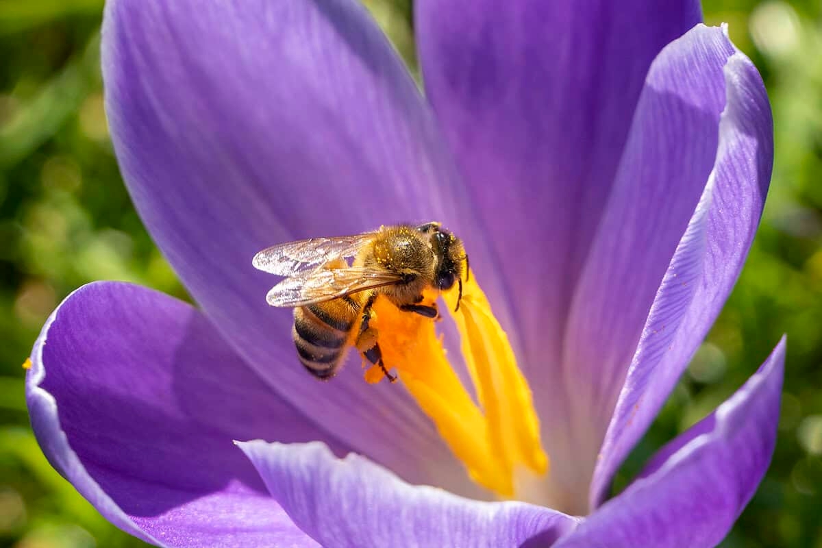 Ispirazione per i bulbi di fiori: i 5 fiori primaverili più belli