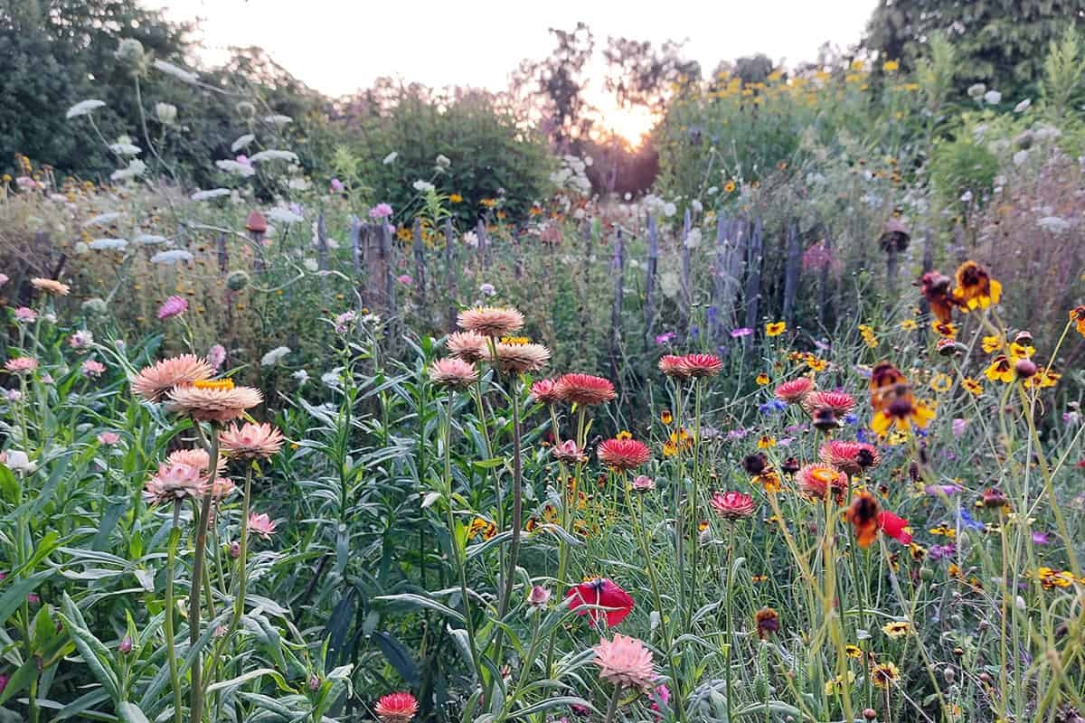 A summer full of flowers? Extend the flowering with these 7 tips