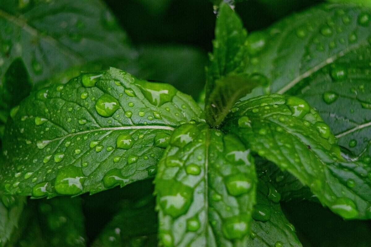 Está chovendo! Então regue suas plantas agora.