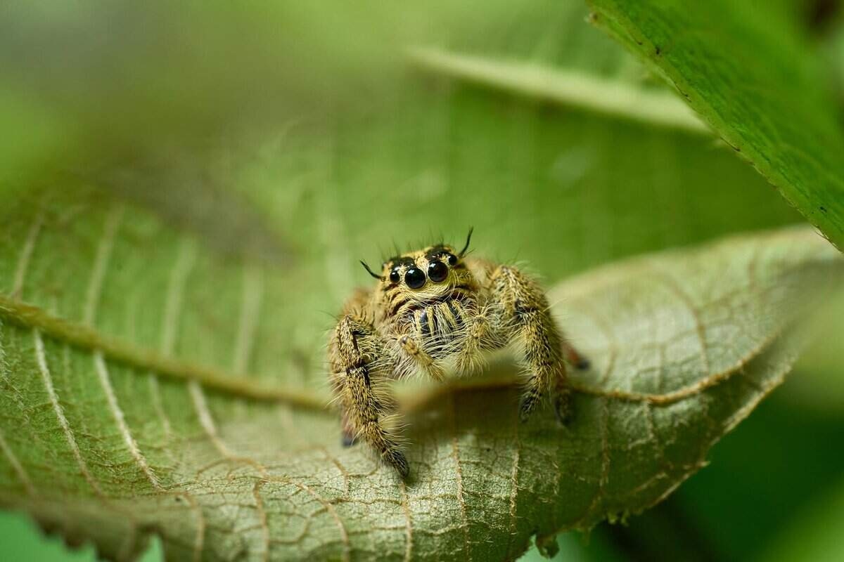 7 Reasons Why You Should Never Chase Spiders Out of Your Garden