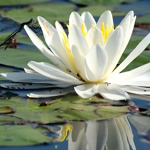 Speaking of Nature: Like floating jewels: A single blossom on a fragrant water lily blooms for only three days