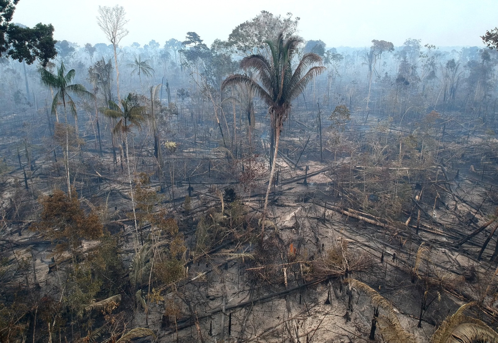 COP30 : c’est quoi ce fonds à 125 milliards de dollars présenté par Lula pour lutter contre la déforestation