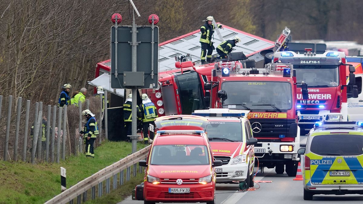 Plusieurs animaux morts après un accident : des porcs s'échappent d'un transporteur d'animaux renversé sur l'A2