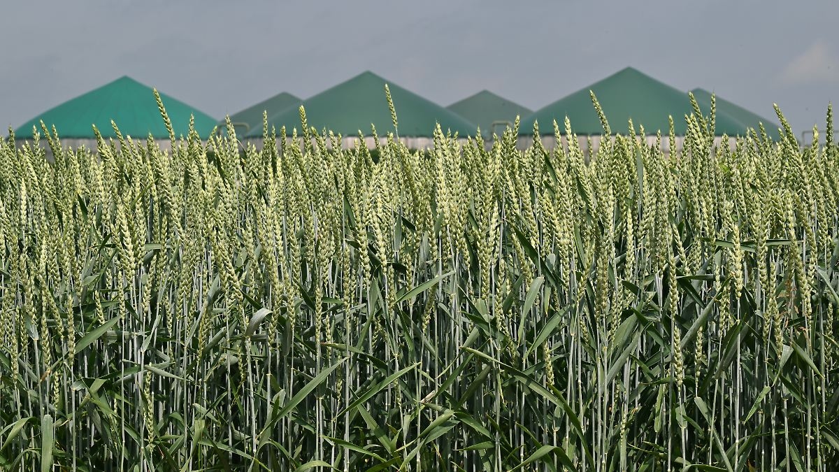 Düşük rüzgarlı karanlık dönemi sıvı gübreyle atlatıyoruz: "Biyogaz, gazla çalışan termik santrallerle aynı performansı gösteriyor - 50 milyar avro daha ucuz"