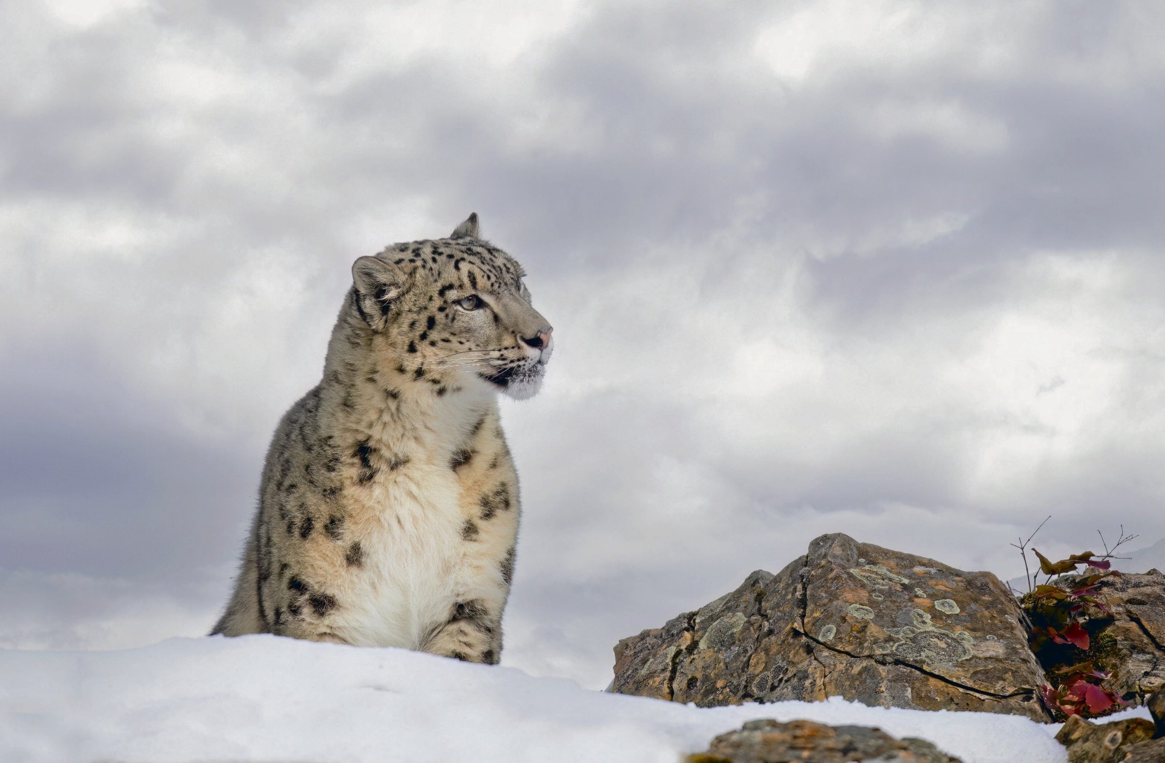 Grandes felinos ameaçados de extinção | Leopardos-das-neves: tímidos e perfeitamente camuflados