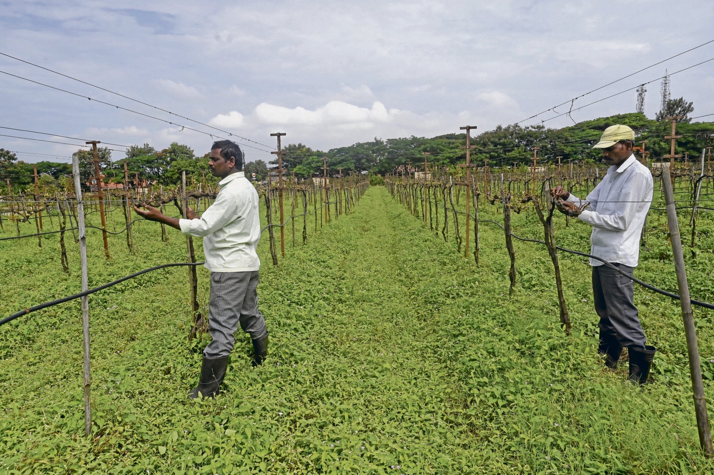 Nashik | Wine boom in India: Fine wines, harsh reality