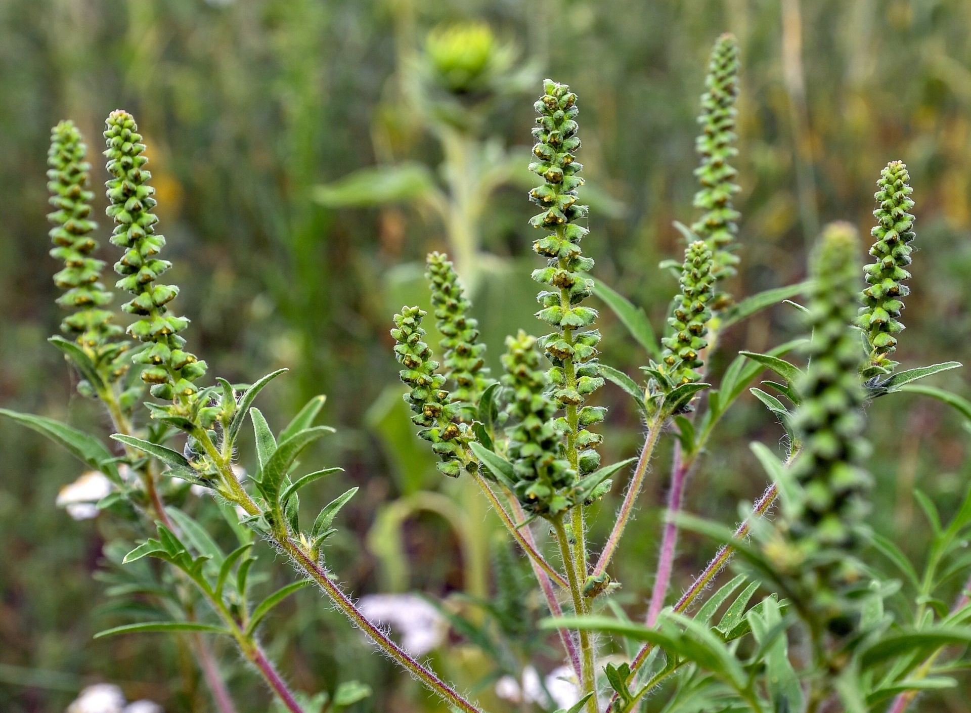 Allergie | Cresce il pericolo dell'ambrosia