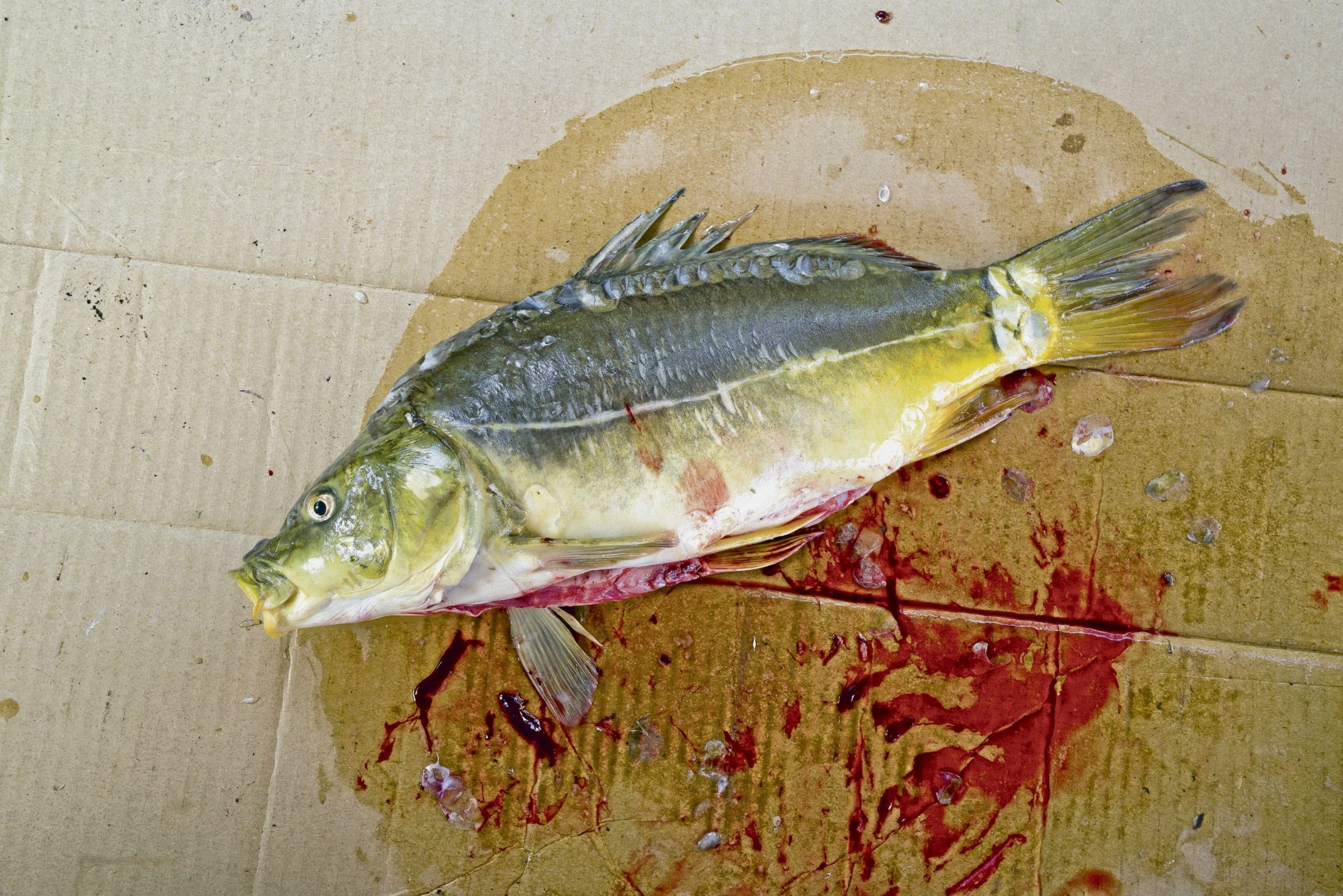 Literatura | Leonhard F. Seidl: Przekraczający granice w terenie