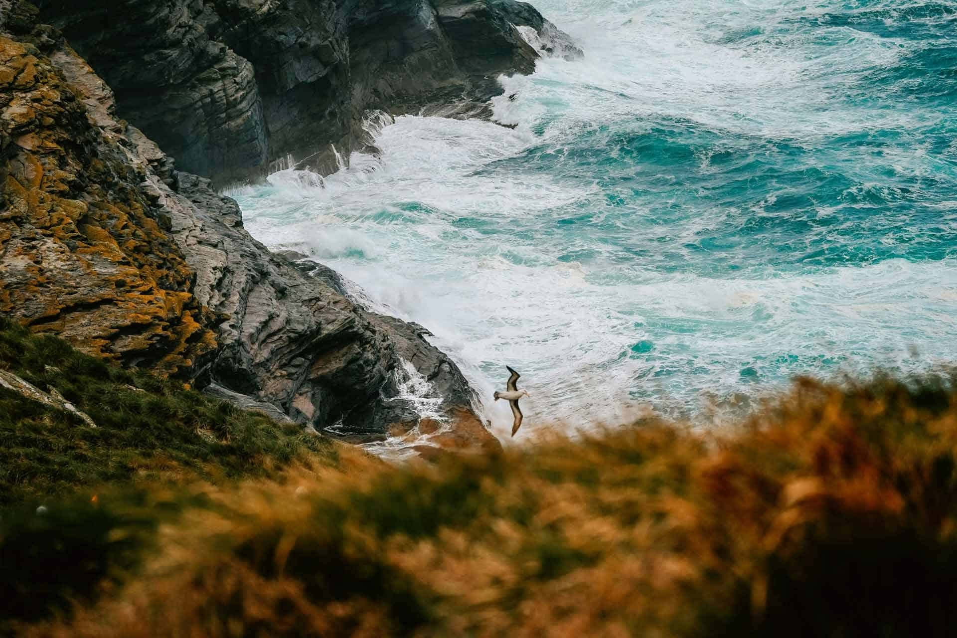 About King Haakon Bay, South Georgia Island (2025 Guide)