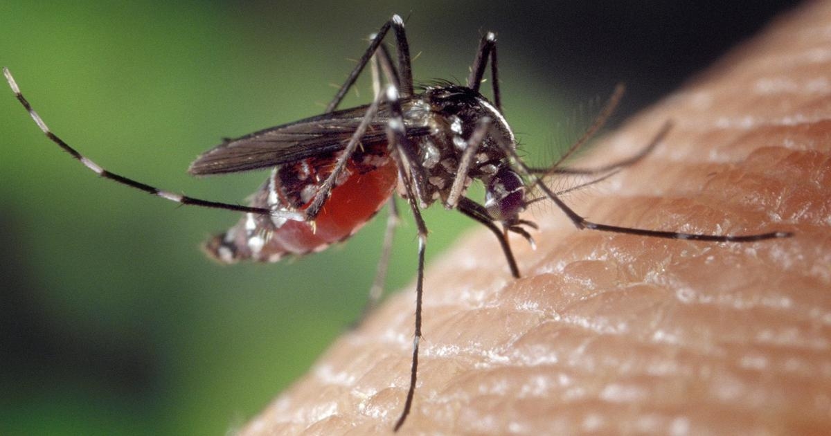 West-Nil-Virus: Viertes Opfer in Latium. Italien ist in Europa führend bei der Zahl der Infektionen.