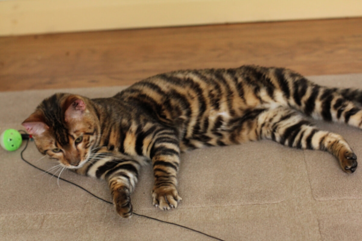 Toyger: the pet tiger