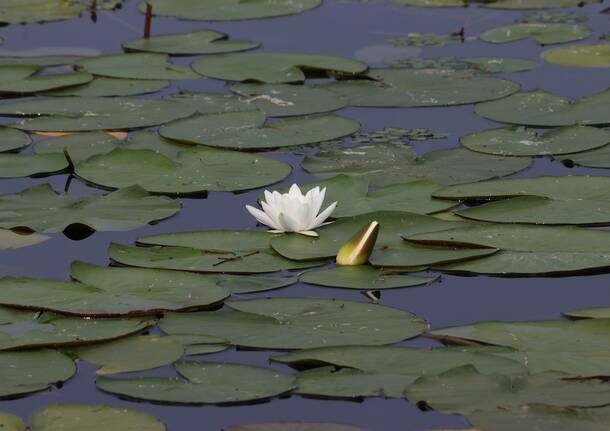 Editöre Mektuplar - Sevgili Lake, size verdiğimiz ve vermeye devam ettiğimiz tüm zararlara rağmen gösterdiğiniz dirençten dolayı size hayranım - - Varese News