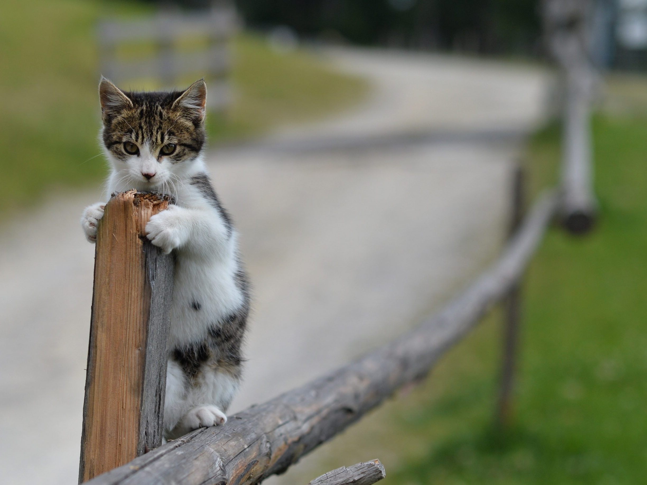 Vienna Pet Service Recorded Numerous Reports