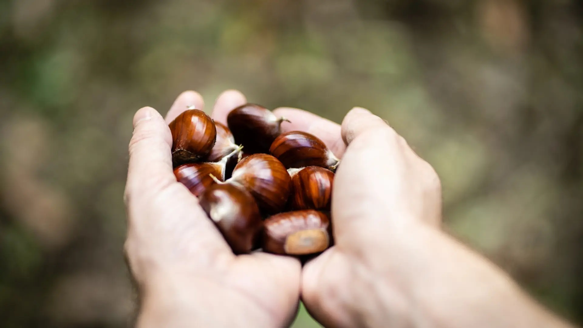 De gemakkelijke route in Navarra, omgeven door eeuwenoude kastanjebomen en een stuwmeer dat ansichtkaartwaardige beelden oplevert