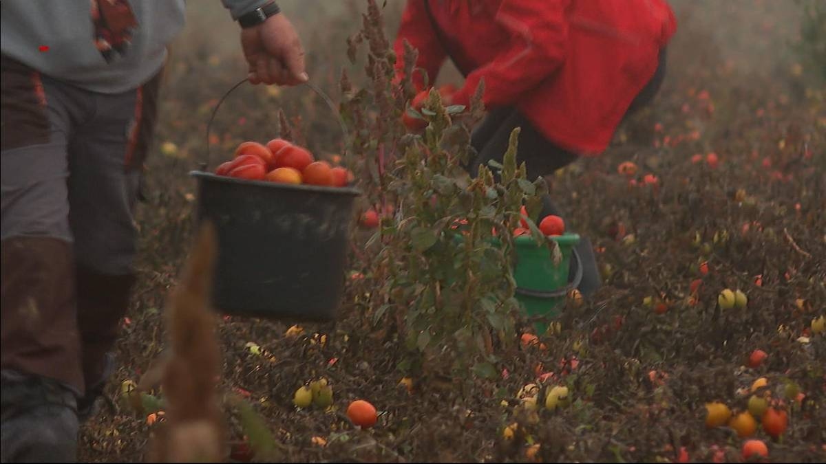 Они спасли урожай и организовали самостоятельную уборку. Налоговая может потребовать НДС.