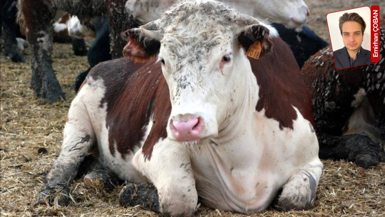 Распространяется ли коровье бешенство в Турции? «На земле опасности нет».