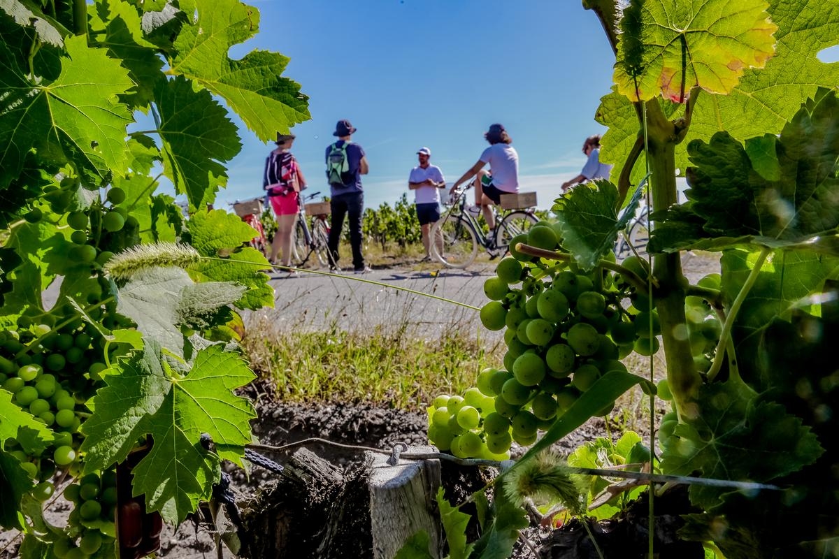 « À l’étranger, c’est très encadré et encouragé » : dans le Bordelais, faut-il aussi légiférer pour mieux développer l’œnotourisme ?