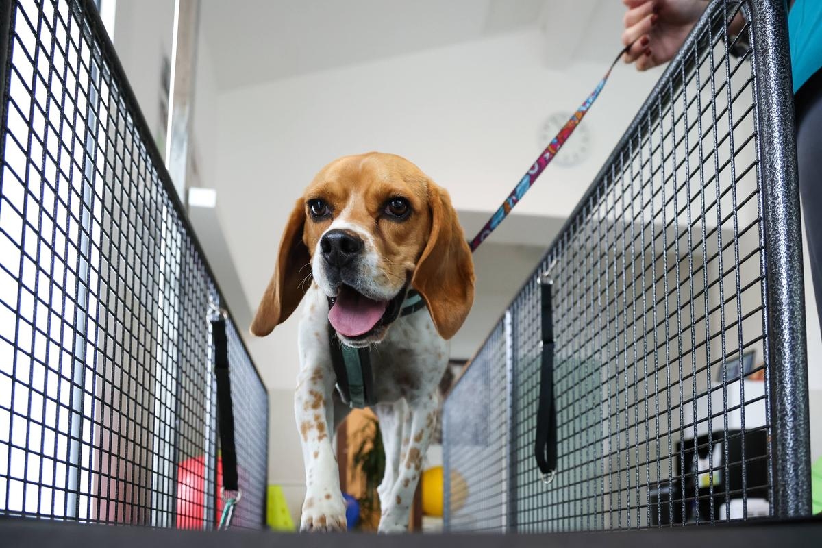 Pharmacies, infirmiers et vétérinaires de garde à Pau et dans le Béarn pour le dimanche 9 novembre