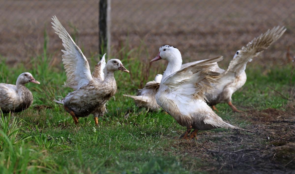 Vogelgrippe: Zwei neue Ausbrüche in Entenfarmen in der Vendée festgestellt