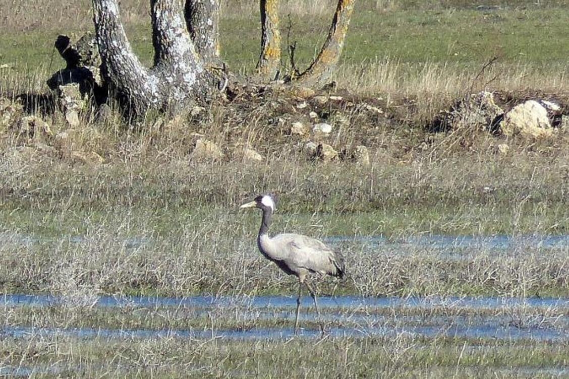 Se ha detectado un brote de gripe aviar altamente patógena en la región de Var; el virus se encontró en un animal salvaje muerto.