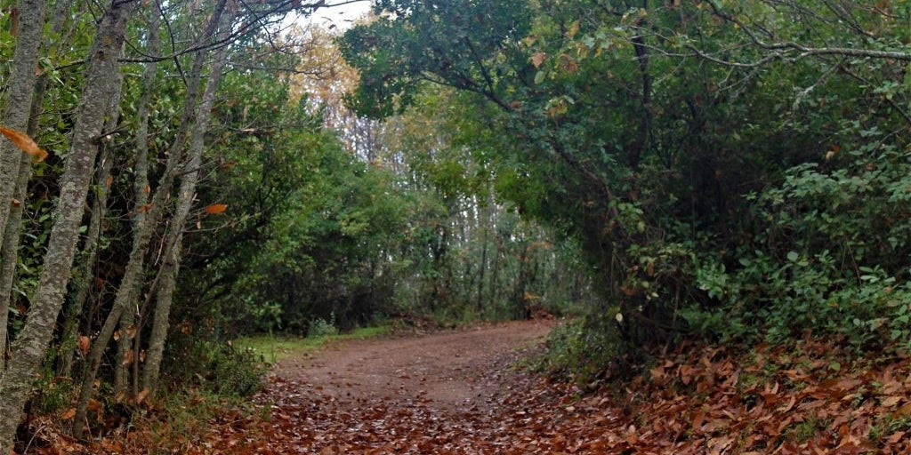 Es ist als „Pilzdorf“ bekannt und im Herbst ein Juwel: Es liegt eine Stunde von Sevilla entfernt.