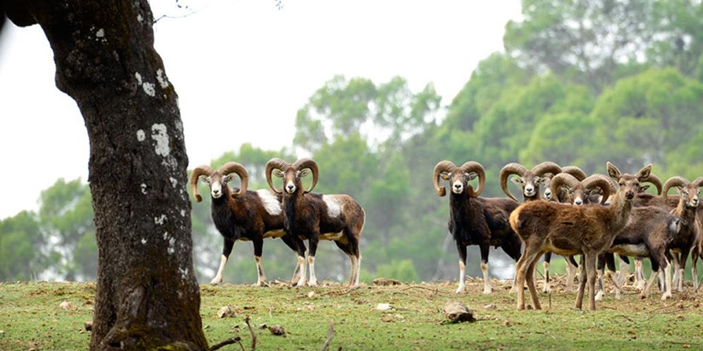 10 avroya trenle yapabileceğiniz Endülüs'ün küçük 'safari'si