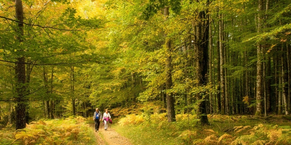Bu sonbaharda İspanya'nın en iyi ormanlık alanlarının tadını nerede çıkarabilirsiniz?