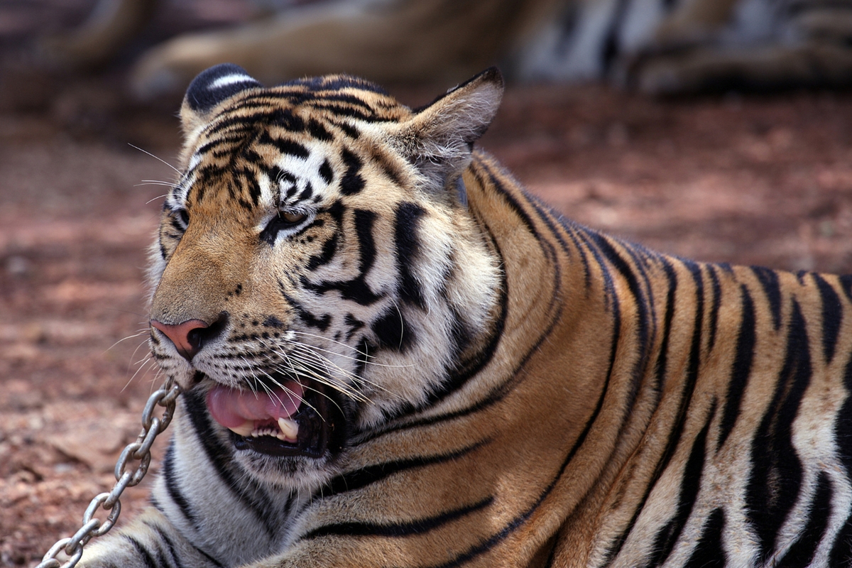 Tigres contre humains : un scientifique dresse un sombre pronostic pour l'Extrême-Orient