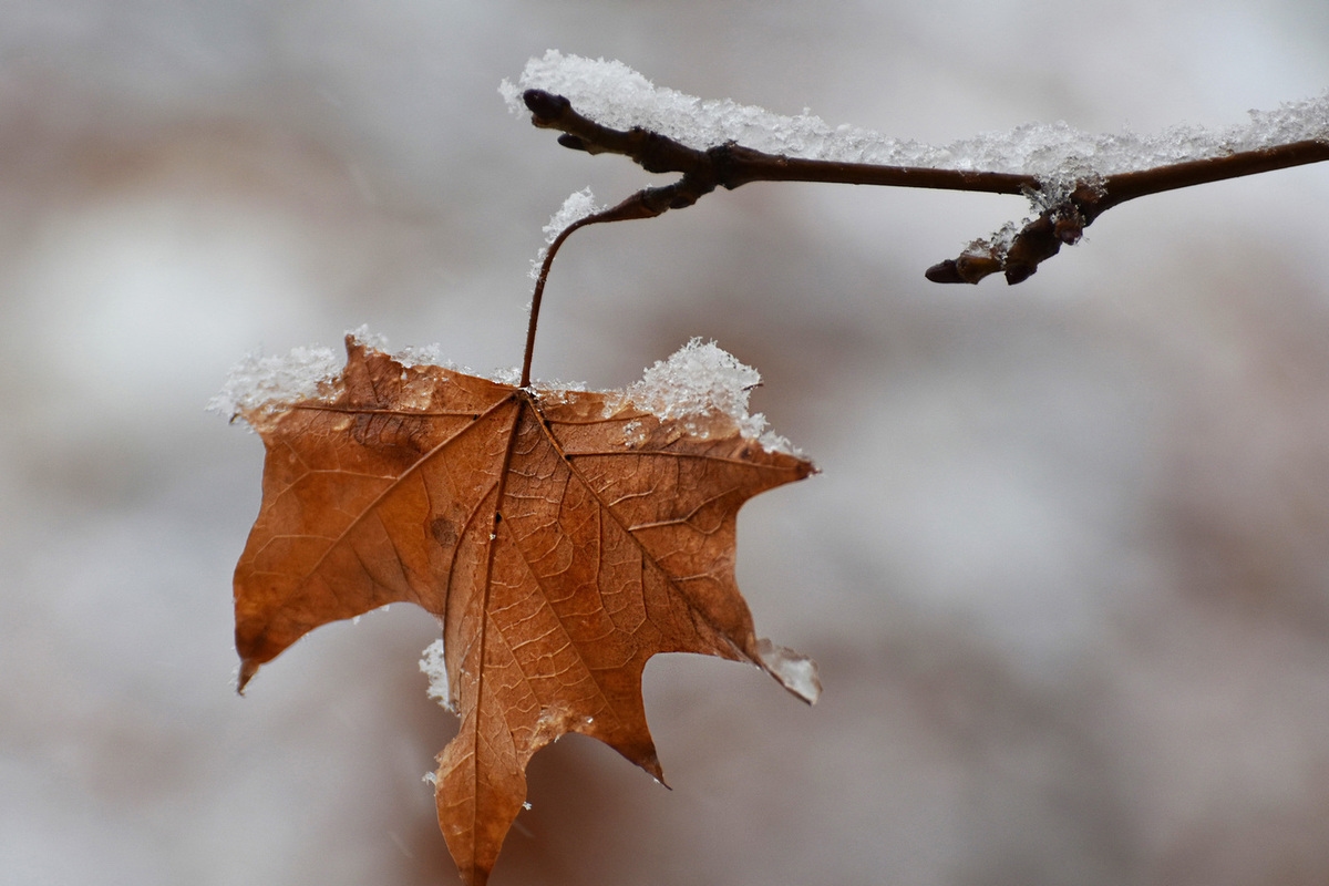 Synoptycy na Dedovsky Plachi podali prognozę pogody dla obwodu smoleńskiego.