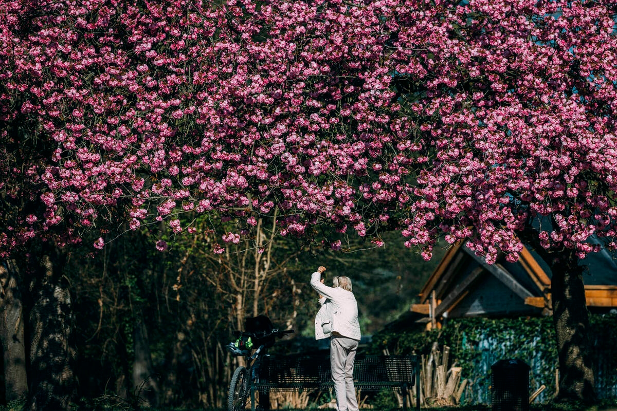A powerful earthquake may hit Japan soon.