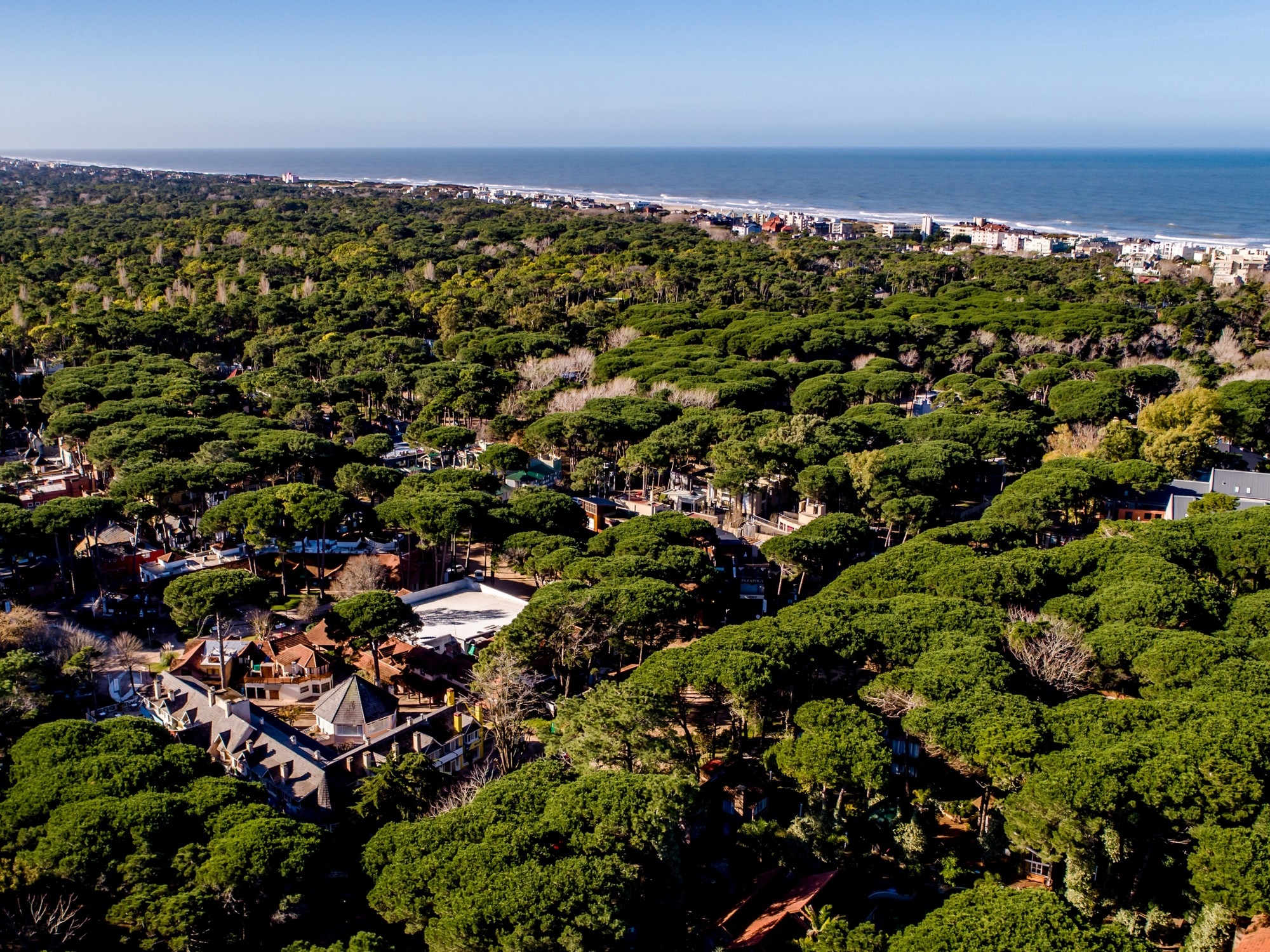 Необычные выходные в Карило: лесная терапия, тибетские поющие чаши и мастер-класс для разбитых сердец