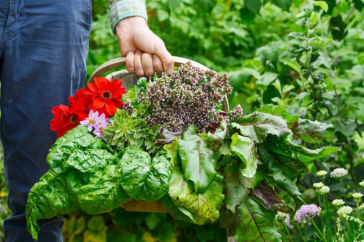 Das ganze Jahr über im Gemüsegarten: Das können Sie jeden Monat tun