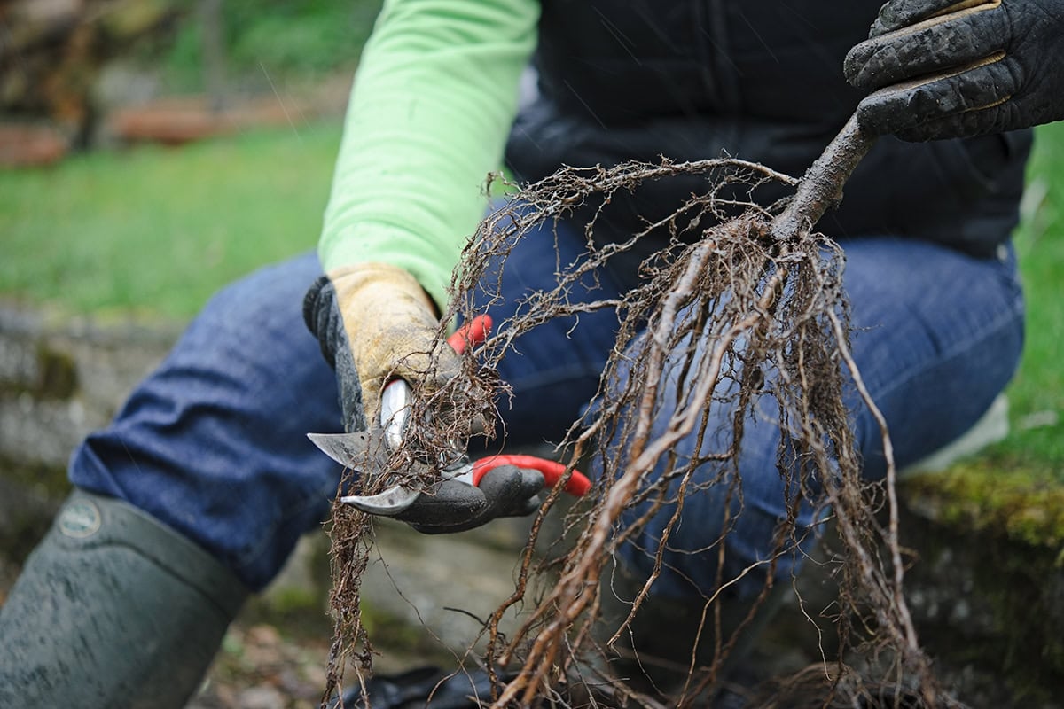 O que você ainda pode fazer no seu jardim esta semana: 13 tarefas de jardinagem para novembro