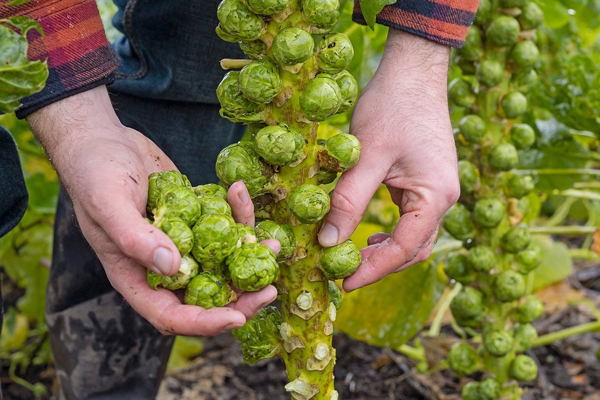 Ogród warzywny w listopadzie: co możesz zrobić