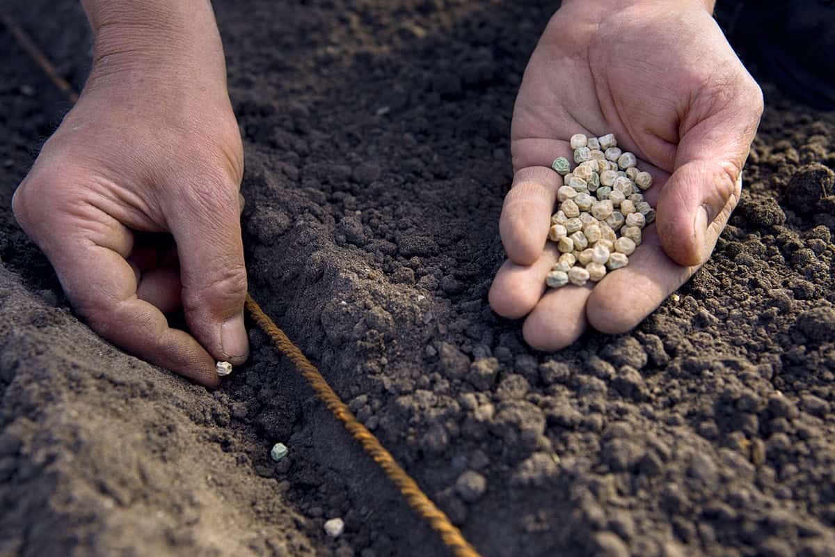 Você pode semear todos esses vegetais em novembro.