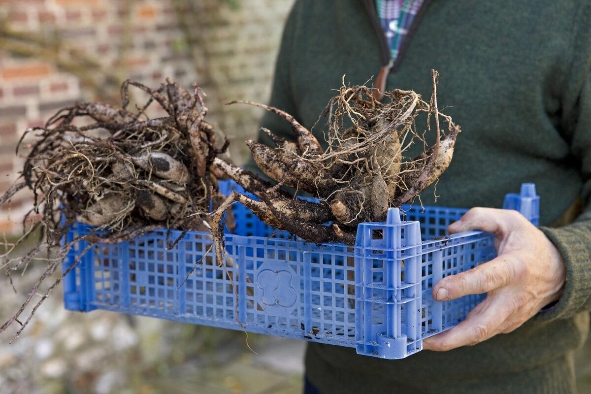 Should you leave dahlias in the ground over winter or not?