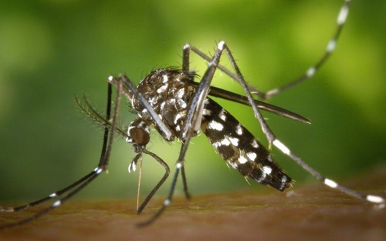 Лионский мегаполис: в Мейзьё выявлен случай местной лихорадки чикунгунья