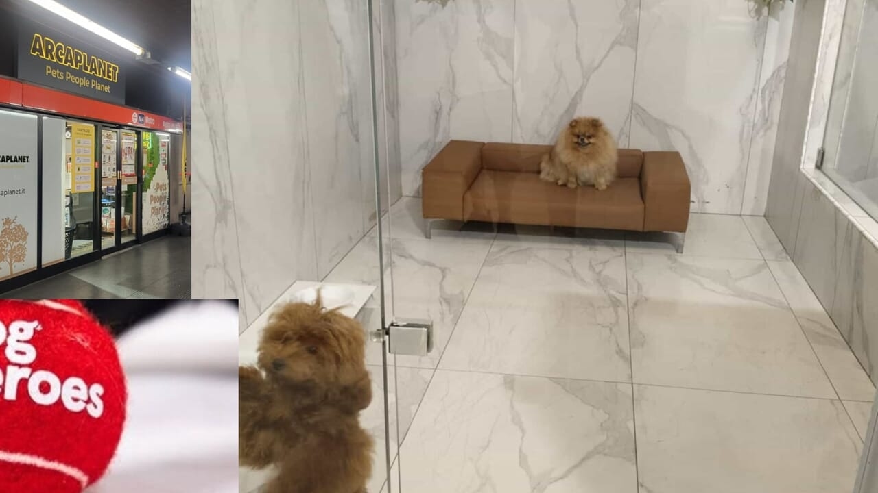 Hondenspa's, supermarkten in de metro, delicatessenzaken: de enorme (en groeiende) business van de huisdierensector.